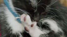 Kitten licking paw, self grooming