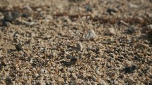 tiny hermit crab in the sand 