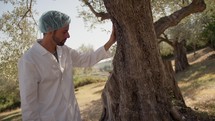 expert agronomist touching the trunk of an olive tree 