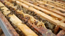 Bees work the honeycomb of a hive