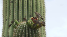 Birds fighting over fruit on a large cactus