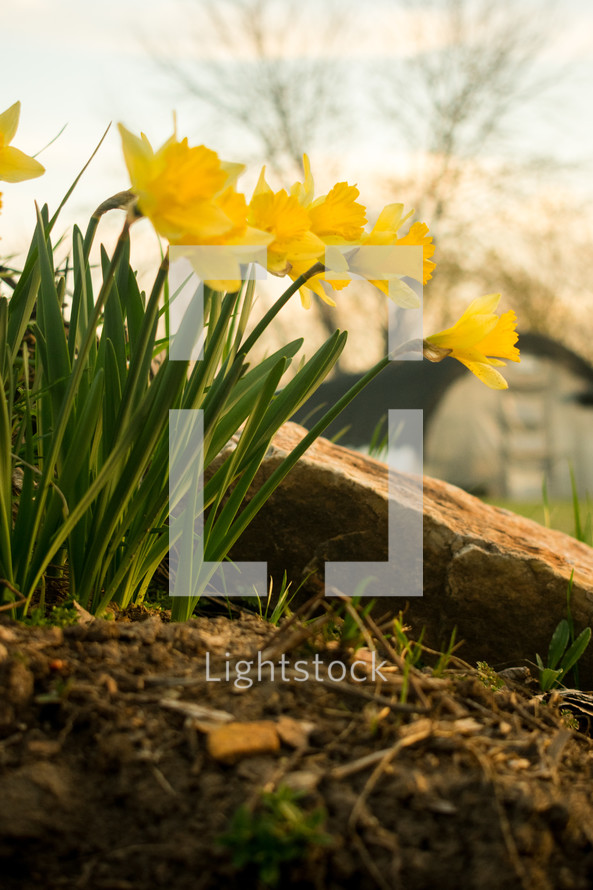 yellow daffodils with a green house in the background