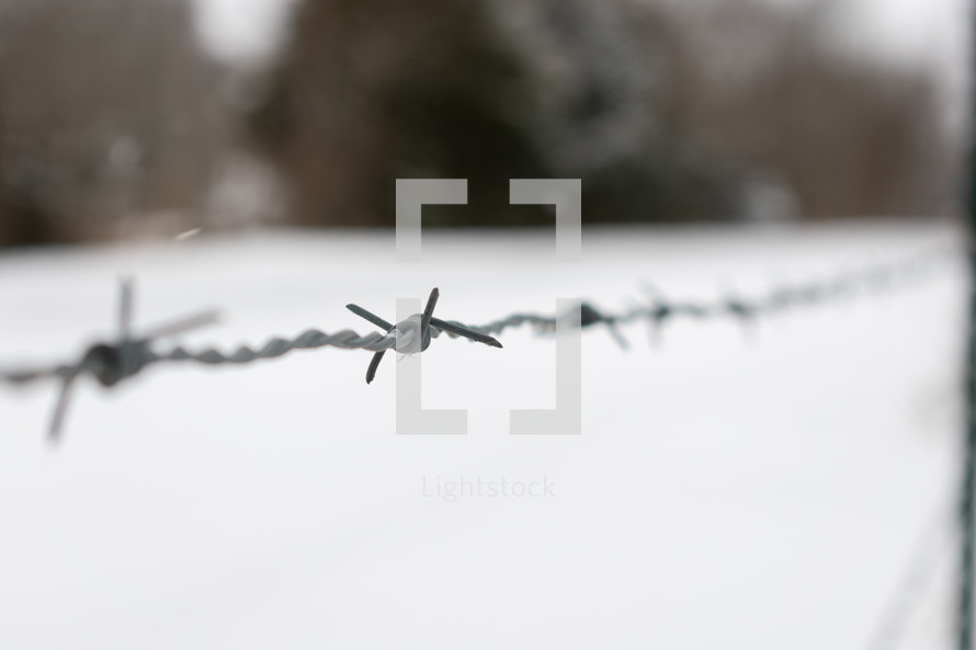 barb wire in snow 