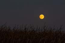 harvest moon over a corn field 