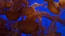 The Black Sea Nettle Giant Jelly Jellyfish in a Deep Blue Water looks Very Beautiful Background