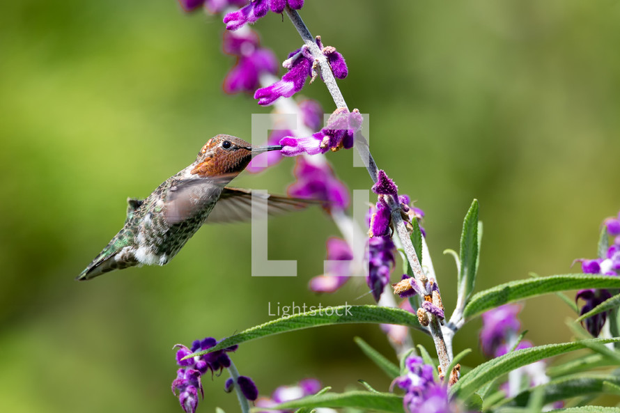 hummingbird feeding on flowers 