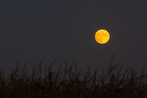 moon over a corn field 