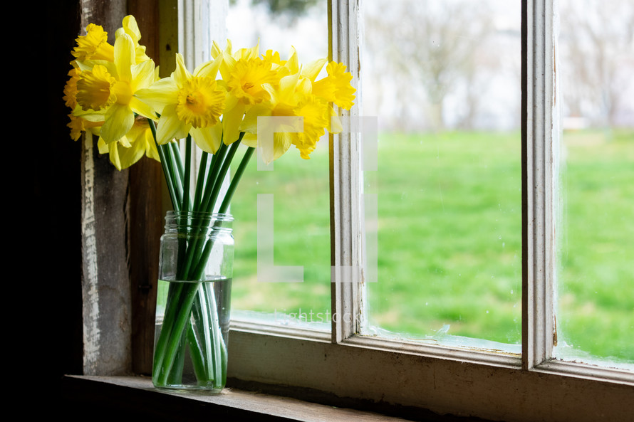 daffodils in a vase in a window 