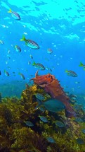 A large red cuttlefish swam in a group of small fish