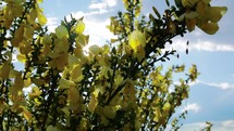 Sunrays in star form shining trough broom plant