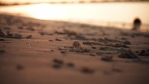 Baby hermit crab walking on a sandy beach at sunset