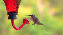 humming bird at a feeder 