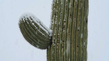 Snow falling on a Saguaro cactus in the desert