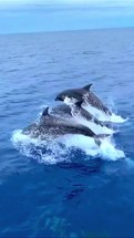 Bottlenose dolphin jumping in sea.