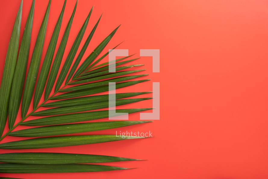 palm frond on a red background 