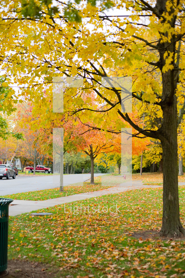 fall leaves on a neighborhood sidewalk 
