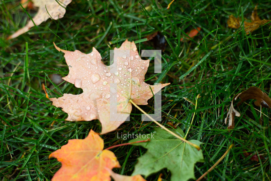 wet fall leaves on green grass