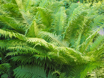 green leaves of fern (Leptosporangiate ferns) plant