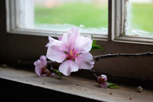 pink spring flower in a window sill 
