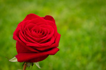 one long stem red rose 