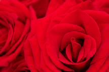 red rose background 