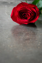one red rose 