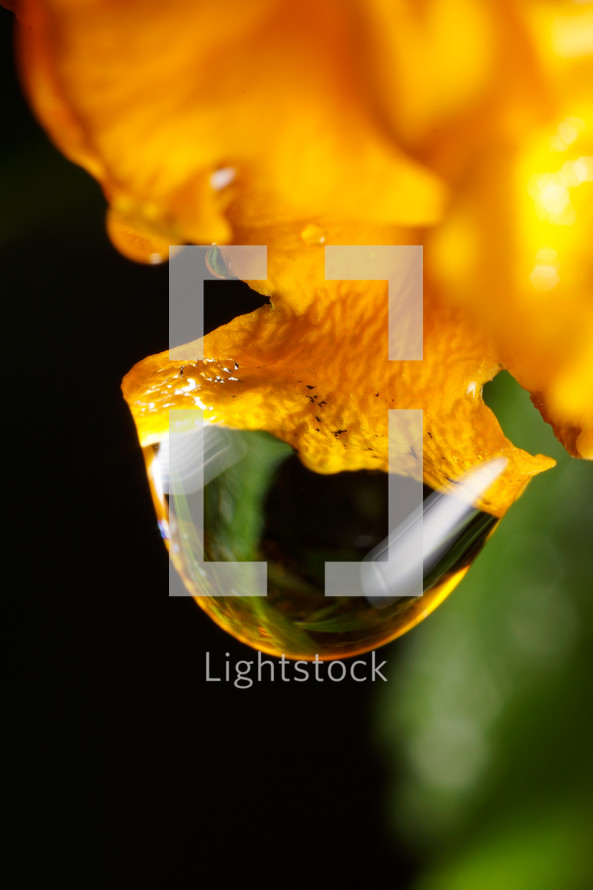 drop of water hanging from a flower after rain 