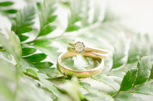 wedding rings on a fern 