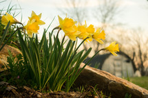 yellow daffodils with a green house in the background