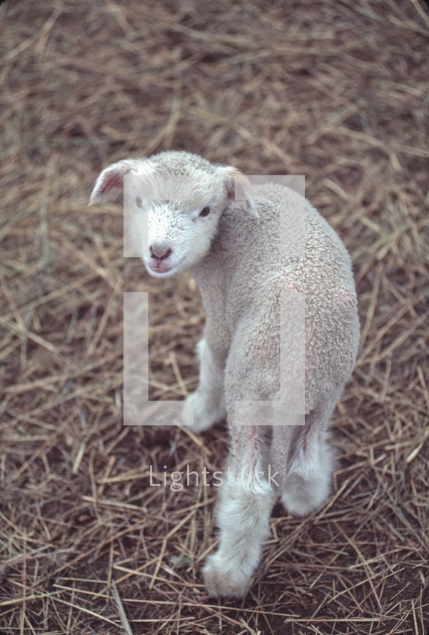small lamb