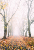 foggy road covered with fall leaves - seasons in nature   