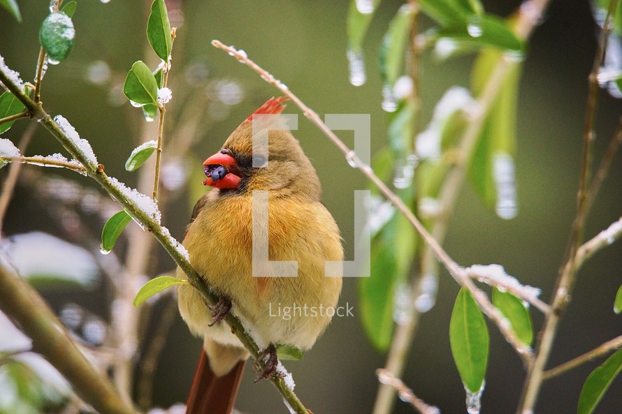 female cardinal eating a berry 