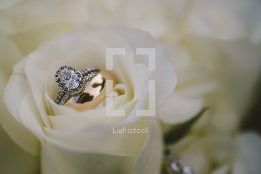engagement ring in a white rose 