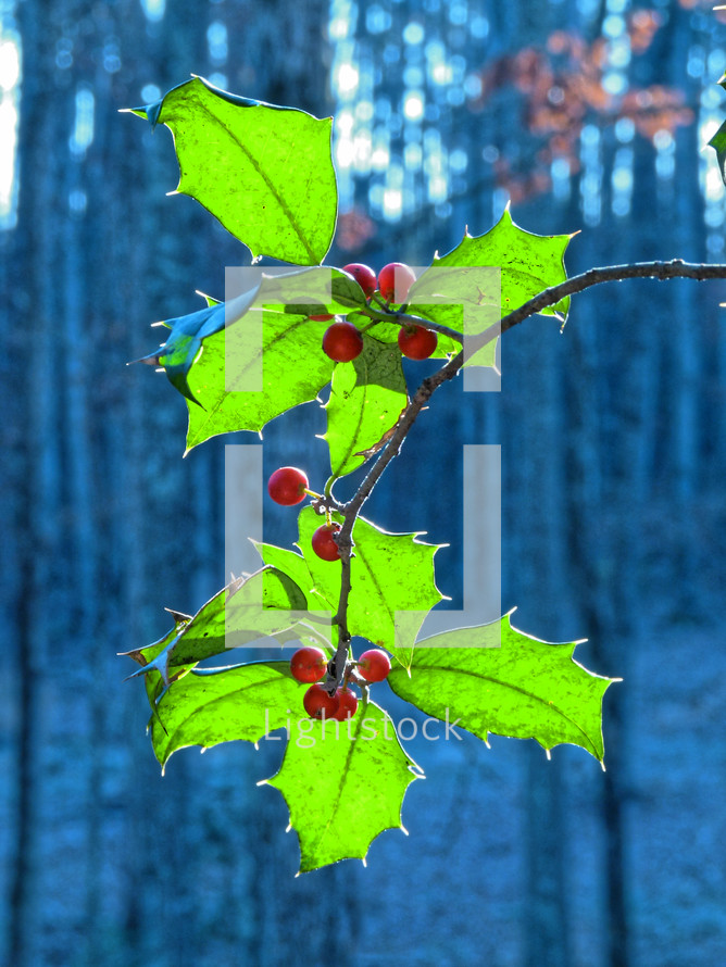 green holly with red berries 