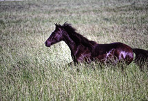 horse running free in a field 