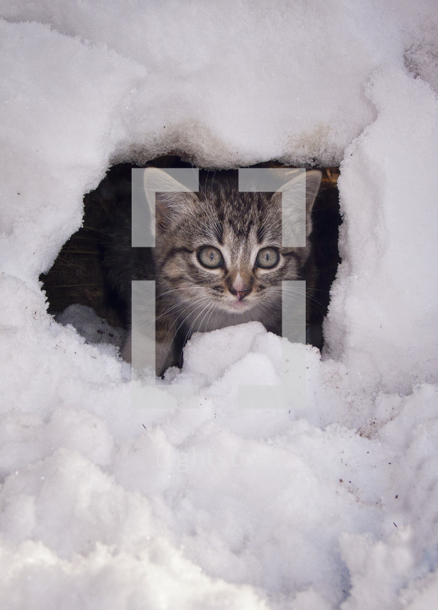 A kitten in the snow. 