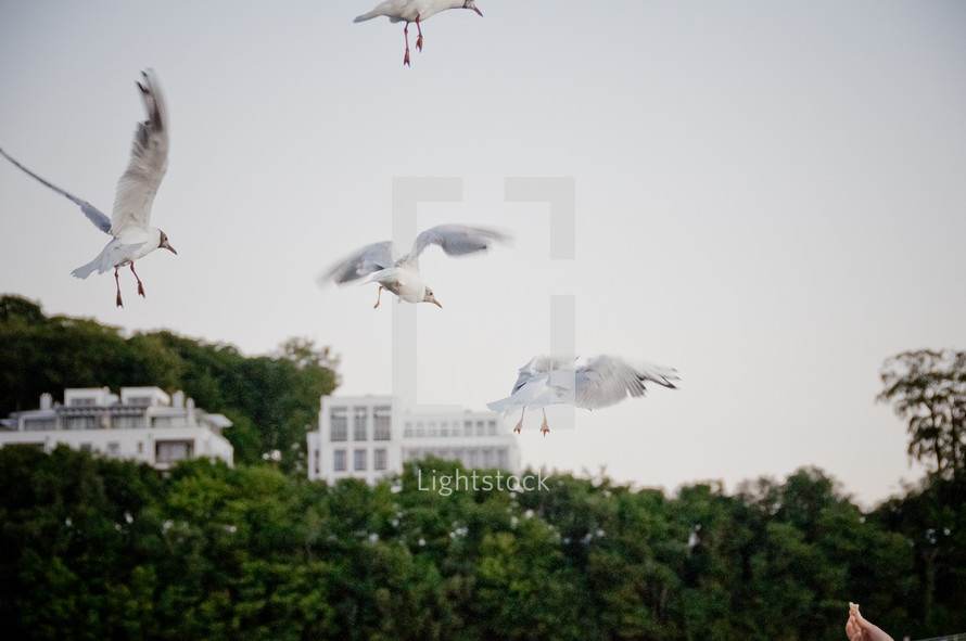 flying seagulls 