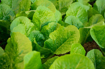 green lettuce 