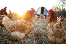 chickens on a farm 