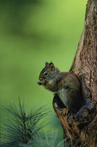 red squirrel on a tree 