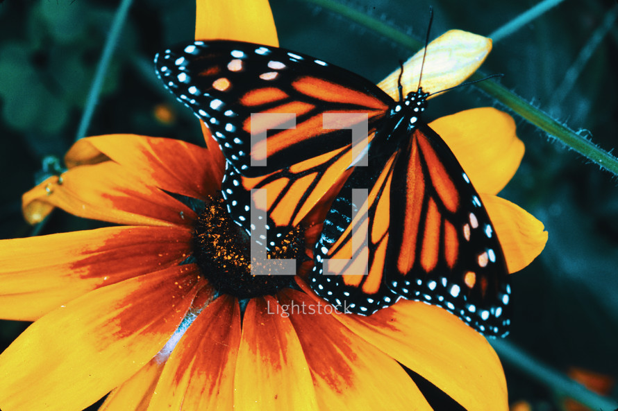 Monarch butterfly on a flower 