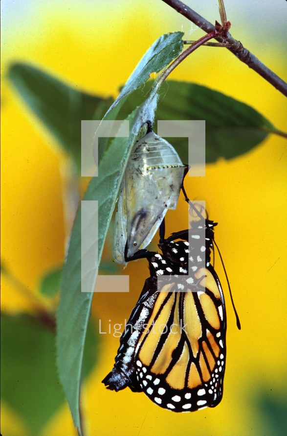 monarch butterfly  emerging from a chrysalis 