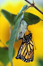 monarch butterfly  emerging from a chrysalis 