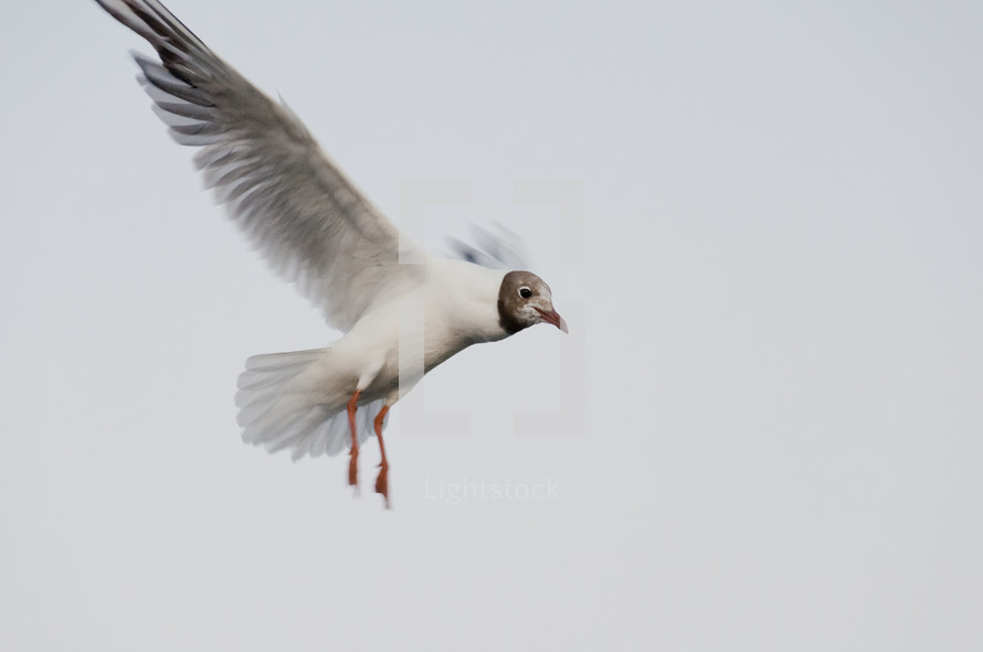 flying seagull 