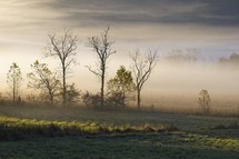rising fog over a field 