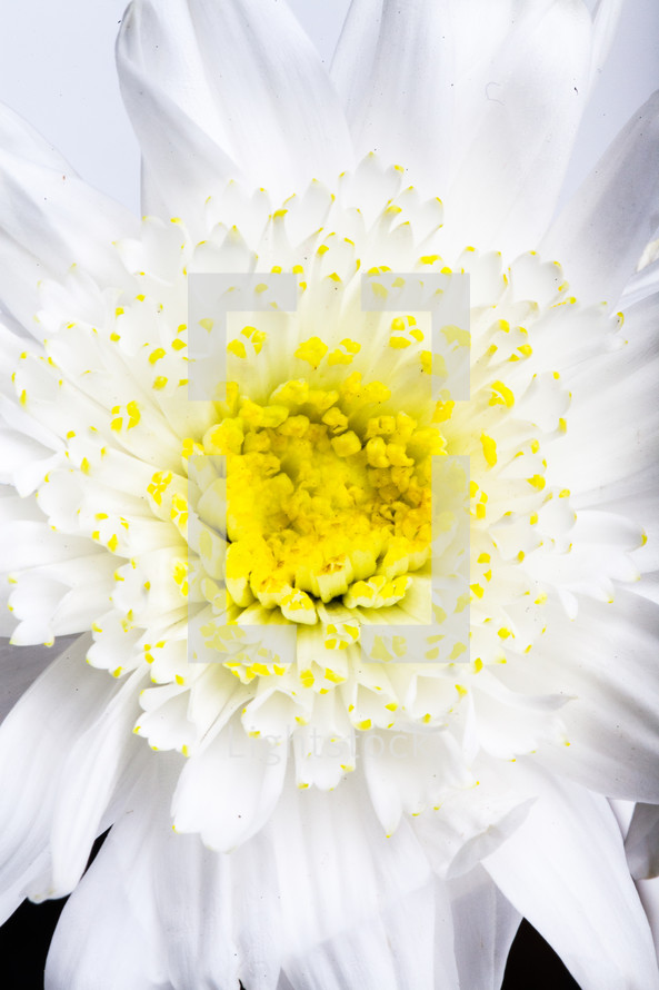 white flower with a yellow center 