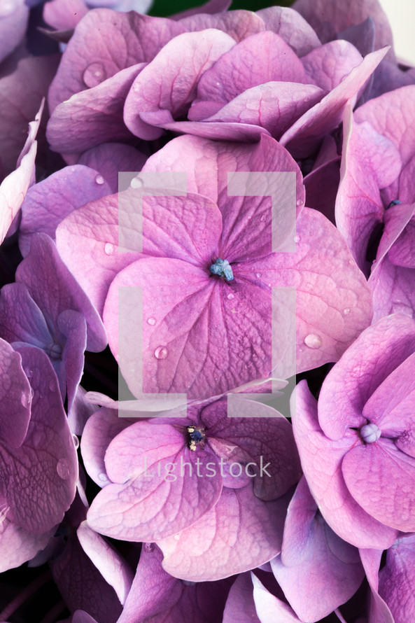 purple hydrangea petals 