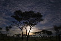trees in Africa at sunset 
