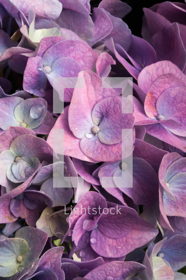 purple hydrangea petals 