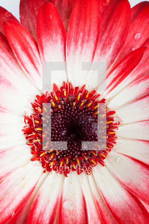 red and white flower background 